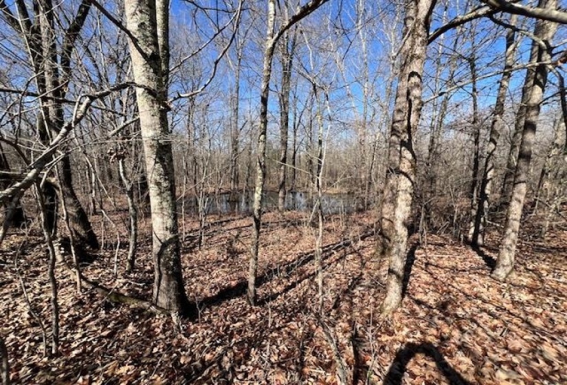 HAYS RD, Moscow, Tennessee 38057, 0 , 0 ,0,Land,For Sale,HAYS,0,10228993