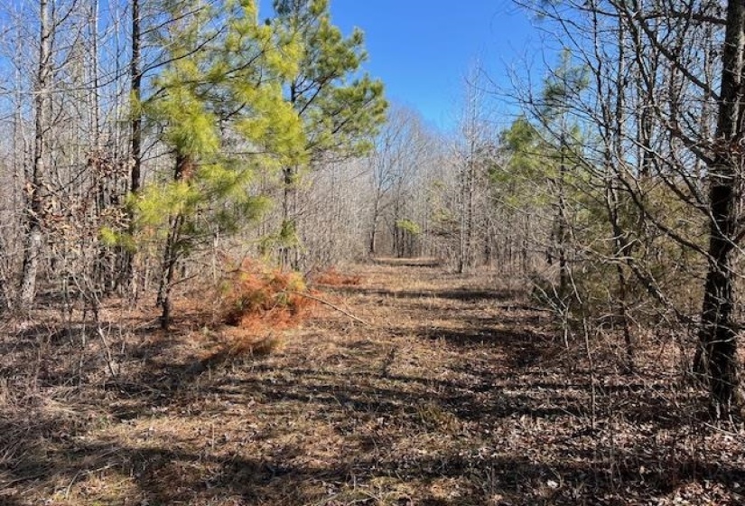 HAYS RD, Moscow, Tennessee 38057, 0 , 0 ,0,Land,For Sale,HAYS,0,10228993