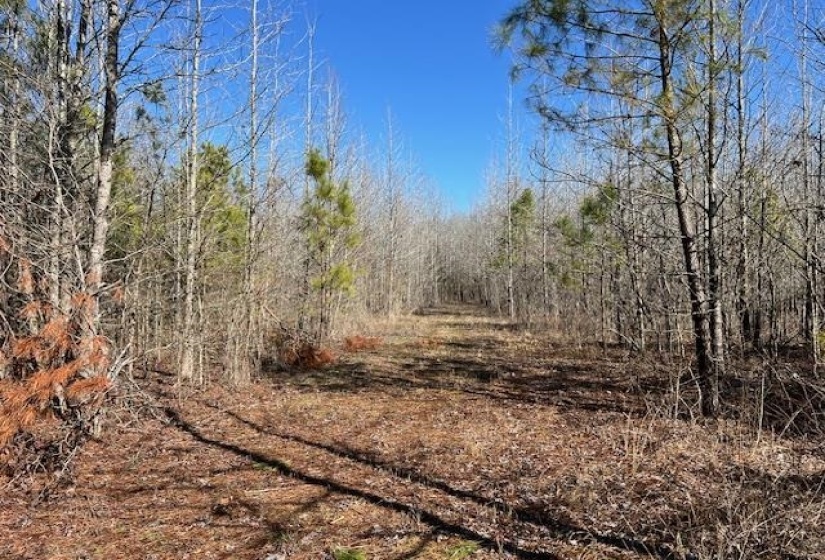 HAYS RD, Moscow, Tennessee 38057, 0 , 0 ,0,Land,For Sale,HAYS,0,10228993