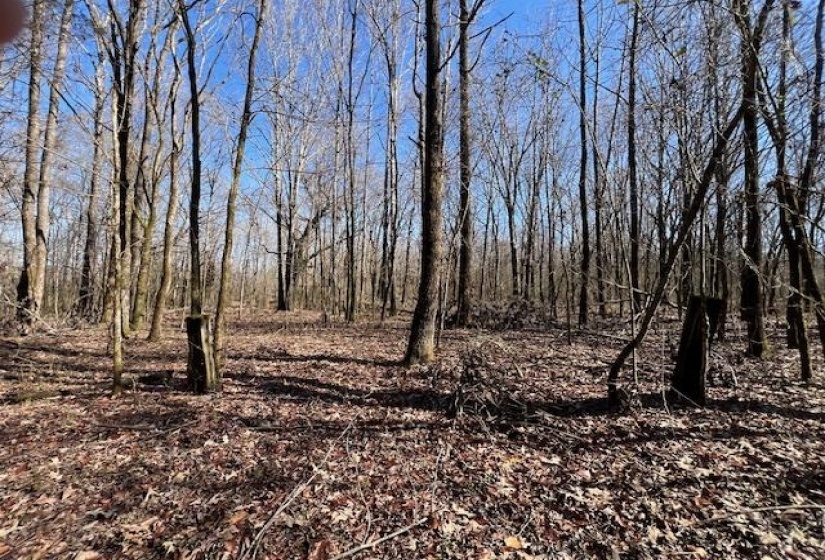 HAYS RD, Moscow, Tennessee 38057, 0 , 0 ,0,Land,For Sale,HAYS,0,10228993