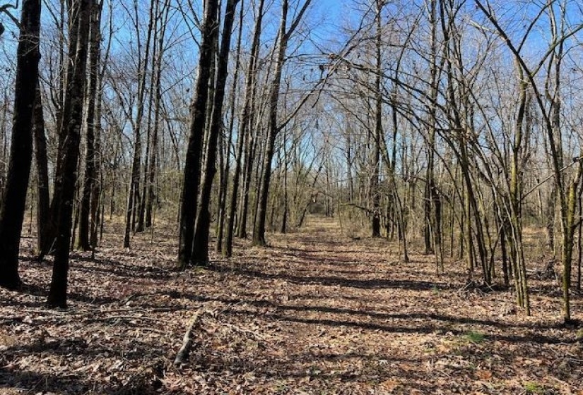 HAYS RD, Moscow, Tennessee 38057, 0 , 0 ,0,Land,For Sale,HAYS,0,10228993