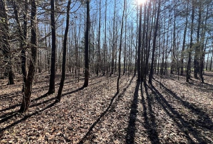 HAYS RD, Moscow, Tennessee 38057, 0 , 0 ,0,Land,For Sale,HAYS,0,10228993