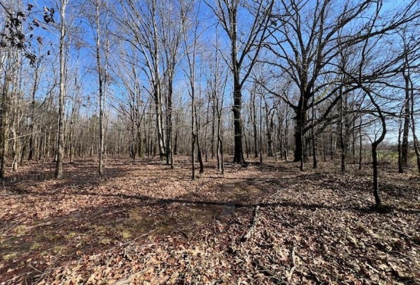 HAYS RD, Moscow, Tennessee 38057, 0 , 0 ,0,Land,For Sale,HAYS,0,10228993