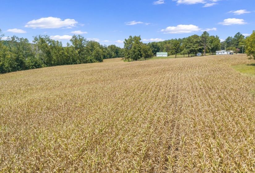 6032 BROOKSIE THOMPSON RD, Decaturville, Tennessee 38329, 0 , 0 ,0,Land,For Sale,BROOKSIE THOMPSON,0,10229034