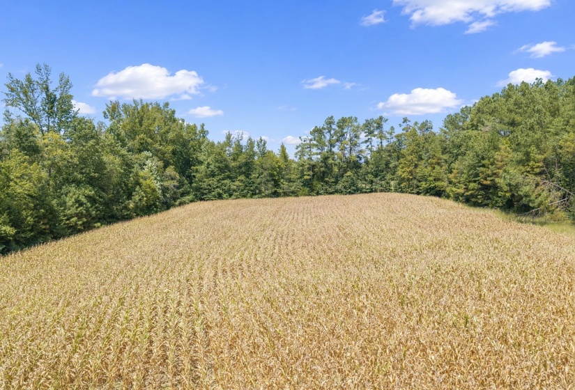 6032 BROOKSIE THOMPSON RD, Decaturville, Tennessee 38329, 0 , 0 ,0,Land,For Sale,BROOKSIE THOMPSON,0,10229034