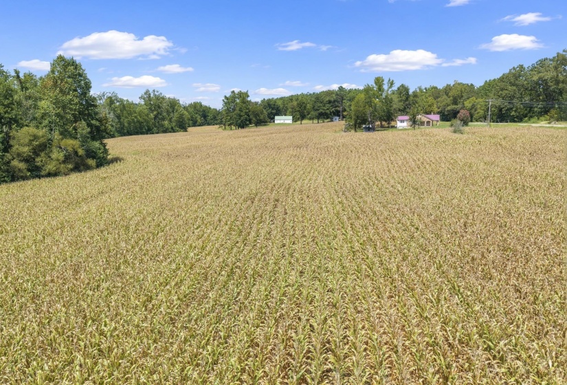 6032 BROOKSIE THOMPSON RD, Decaturville, Tennessee 38329, 0 , 0 ,0,Land,For Sale,BROOKSIE THOMPSON,0,10229034