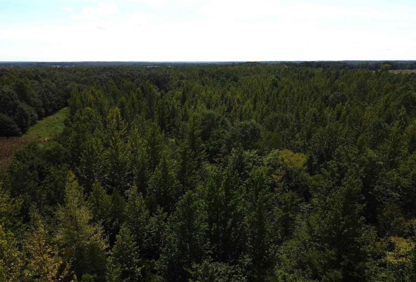 OAK GROVE LN, Henderson, Tennessee 38340, 0 , 0 ,0,Land,For Sale,OAK GROVE,0,10229310