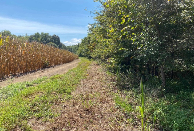 OAK GROVE LN, Henderson, Tennessee 38340, 0 , 0 ,0,Land,For Sale,OAK GROVE,0,10229310