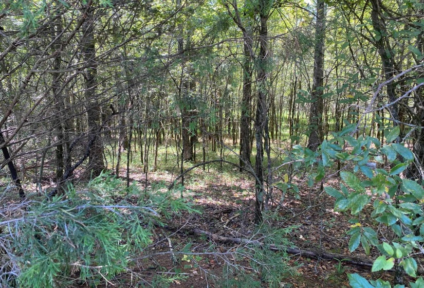 OAK GROVE LN, Henderson, Tennessee 38340, 0 , 0 ,0,Land,For Sale,OAK GROVE,0,10229310