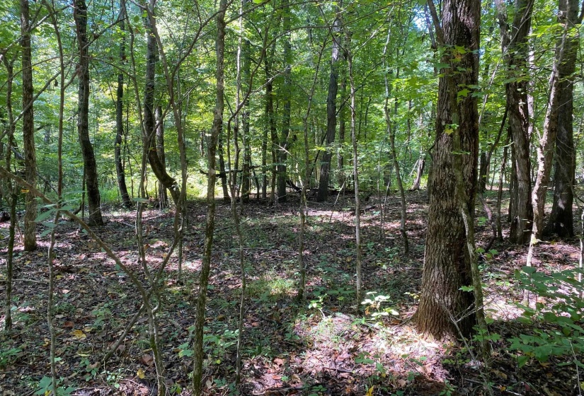 OAK GROVE LN, Henderson, Tennessee 38340, 0 , 0 ,0,Land,For Sale,OAK GROVE,0,10229310