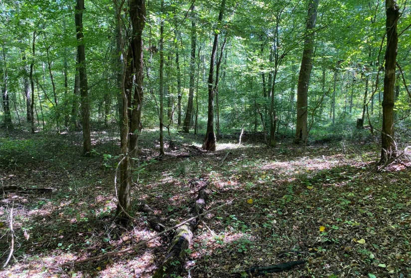 OAK GROVE LN, Henderson, Tennessee 38340, 0 , 0 ,0,Land,For Sale,OAK GROVE,0,10229310