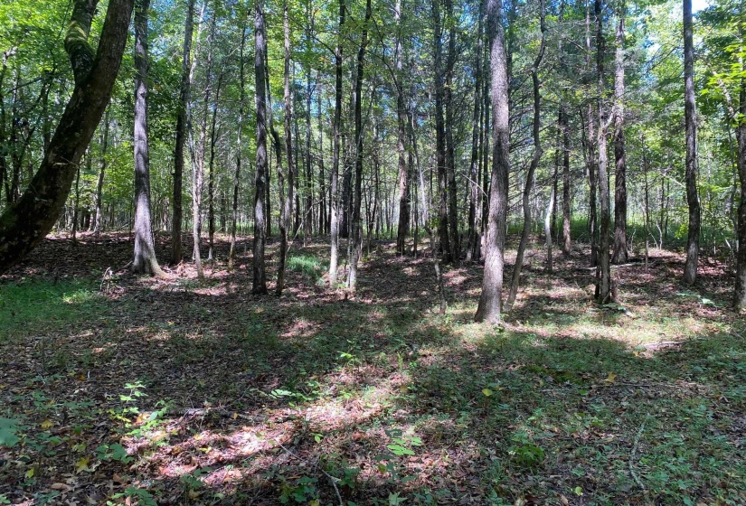 OAK GROVE LN, Henderson, Tennessee 38340, 0 , 0 ,0,Land,For Sale,OAK GROVE,0,10229310