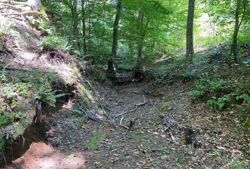 OAK GROVE LN, Henderson, Tennessee 38340, 0 , 0 ,0,Land,For Sale,OAK GROVE,0,10229310
