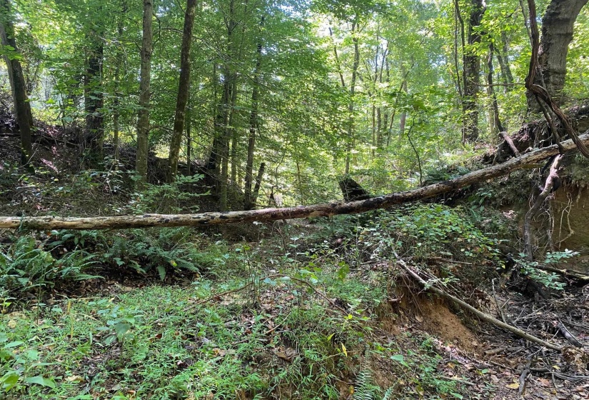 OAK GROVE LN, Henderson, Tennessee 38340, 0 , 0 ,0,Land,For Sale,OAK GROVE,0,10229310