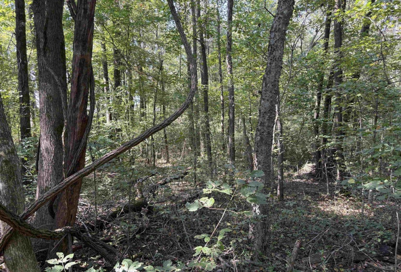 6234 WOODSTOCK CUBA RD, Millington, Tennessee 38053, 0 , 0 ,0,Land,For Sale,WOODSTOCK CUBA,0,10192081