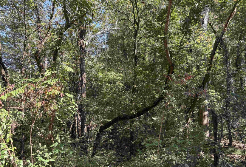 6234 WOODSTOCK CUBA RD, Millington, Tennessee 38053, 0 , 0 ,0,Land,For Sale,WOODSTOCK CUBA,0,10192081