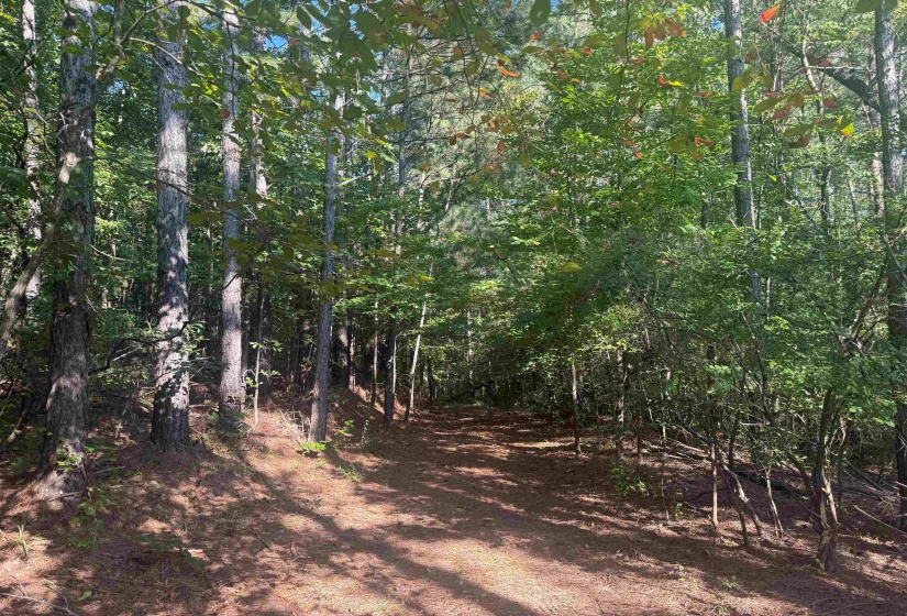 0 PREACHER DR, Counce, Tennessee 38326, 0 , 0 ,0,Land,For Sale,PREACHER,0,10229518