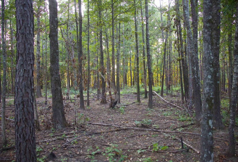 2797 HARDAWAY CHURCH RD, Michigan City, Mississippi 38647, 0 , 0 ,0,Land,For Sale,HARDAWAY CHURCH,0,10229579
