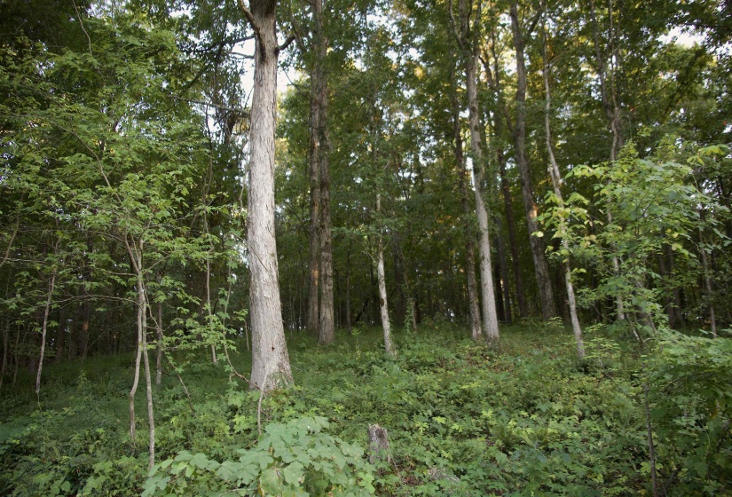 2797 HARDAWAY CHURCH RD, Michigan City, Mississippi 38647, 0 , 0 ,0,Land,For Sale,HARDAWAY CHURCH,0,10229579