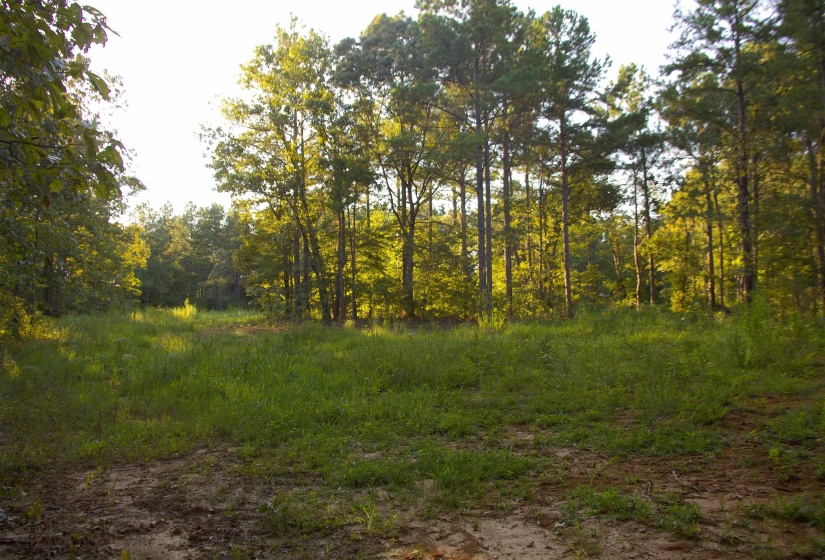 2797 HARDAWAY CHURCH RD, Michigan City, Mississippi 38647, 0 , 0 ,0,Land,For Sale,HARDAWAY CHURCH,0,10229579