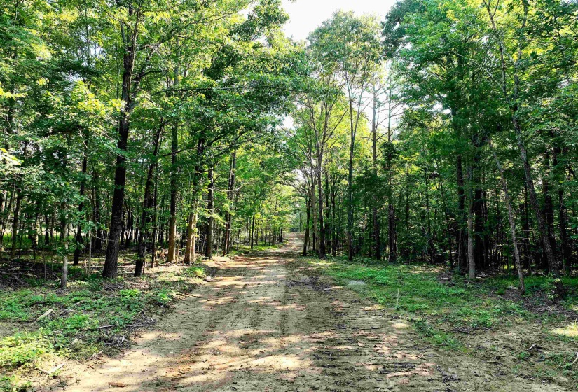 2797 HARDAWAY CHURCH RD, Michigan City, Mississippi 38647, 0 , 0 ,0,Land,For Sale,HARDAWAY CHURCH,0,10229579