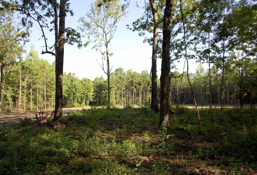 2797 HARDAWAY CHURCH RD, Michigan City, Mississippi 38647, 0 , 0 ,0,Land,For Sale,HARDAWAY CHURCH,0,10229579