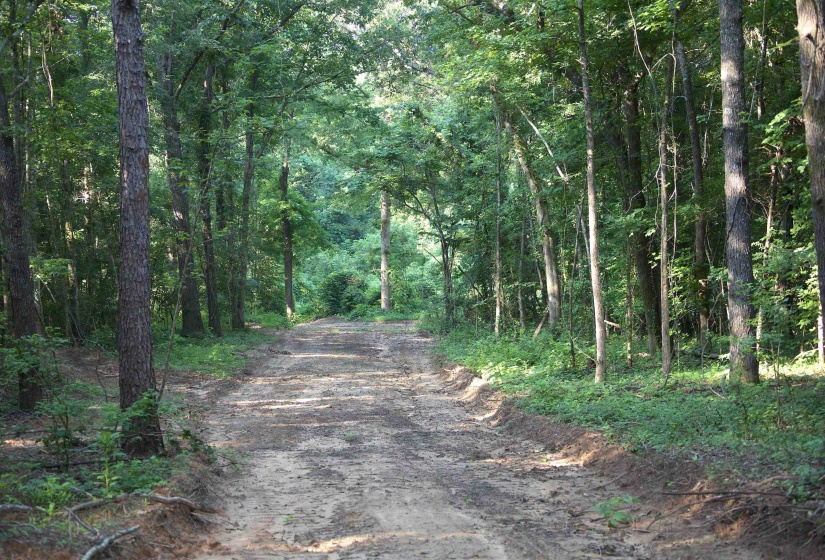 2797 HARDAWAY CHURCH RD, Michigan City, Mississippi 38647, 0 , 0 ,0,Land,For Sale,HARDAWAY CHURCH,0,10229579
