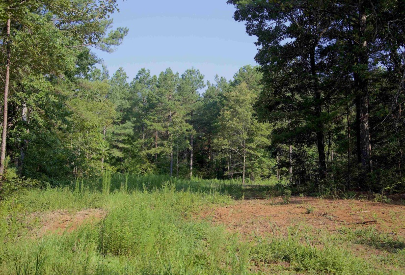 2797 HARDAWAY CHURCH RD, Michigan City, Mississippi 38647, 0 , 0 ,0,Land,For Sale,HARDAWAY CHURCH,0,10229579