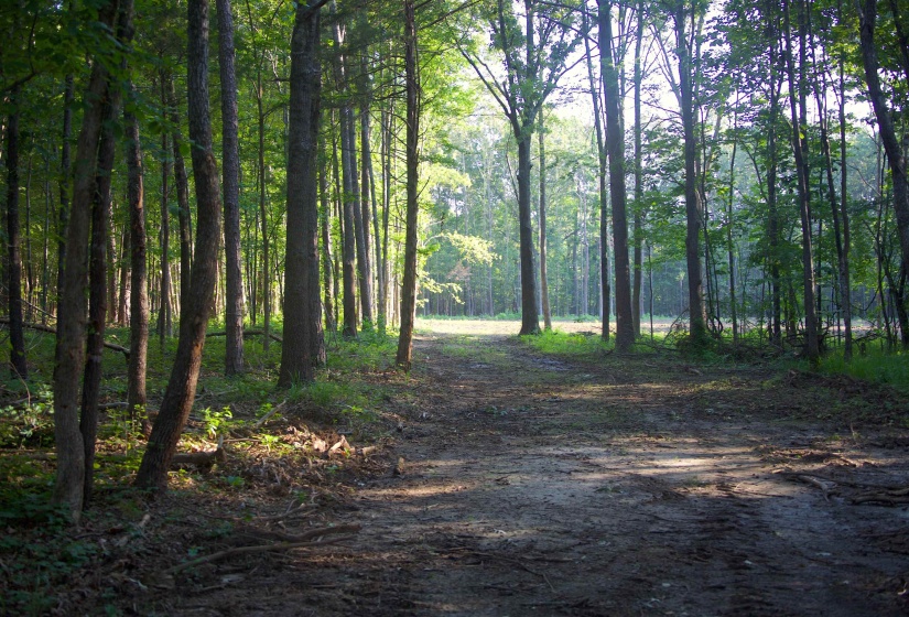 2797 HARDAWAY CHURCH RD, Michigan City, Mississippi 38647, 0 , 0 ,0,Land,For Sale,HARDAWAY CHURCH,0,10229579