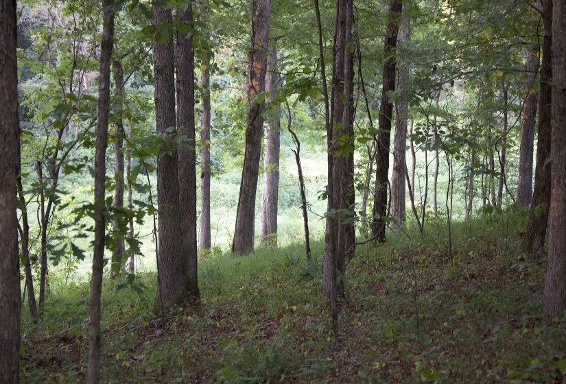 2797 HARDAWAY CHURCH RD, Michigan City, Mississippi 38647, 0 , 0 ,0,Land,For Sale,HARDAWAY CHURCH,0,10229579
