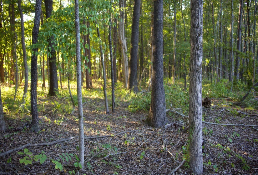 2797 HARDAWAY CHURCH RD, Michigan City, Mississippi 38647, 0 , 0 ,0,Land,For Sale,HARDAWAY CHURCH,0,10229579