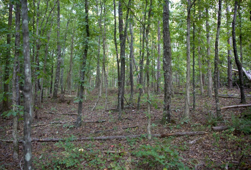 2797 HARDAWAY CHURCH RD, Michigan City, Mississippi 38647, 0 , 0 ,0,Land,For Sale,HARDAWAY CHURCH,0,10229579