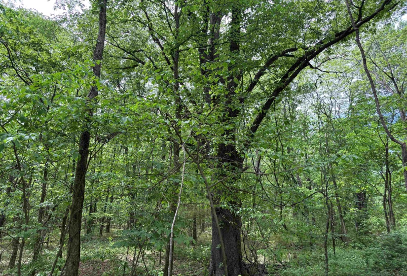 0 OSBORNTOWN RD, Arlington, Tennessee 38002, 0 , 0 ,0,Land,For Sale,OSBORNTOWN,0,10229650