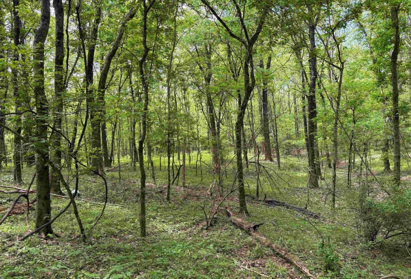 0 OSBORNTOWN RD, Arlington, Tennessee 38002, 0 , 0 ,0,Land,For Sale,OSBORNTOWN,0,10229650