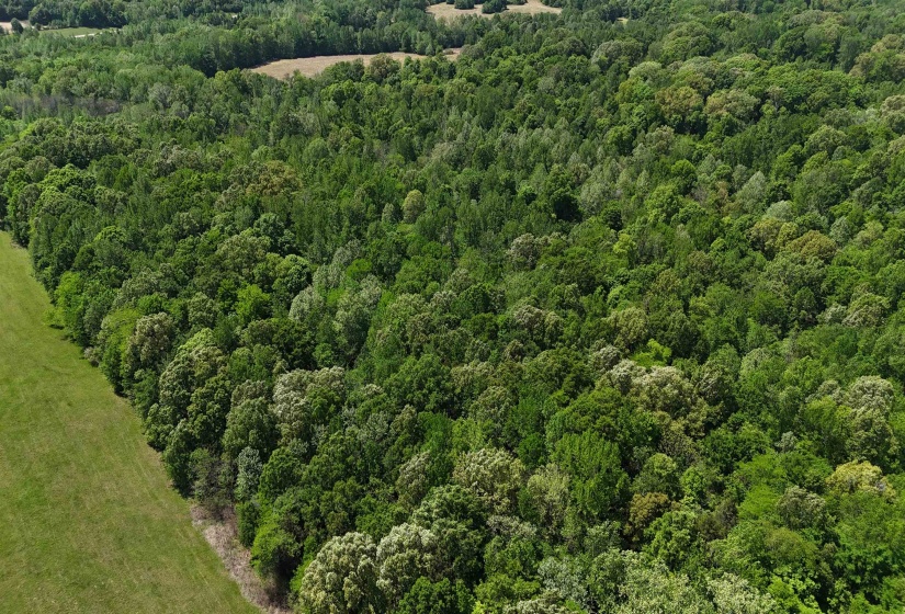 0 OSBORNTOWN RD, Arlington, Tennessee 38002, 0 , 0 ,0,Land,For Sale,OSBORNTOWN,0,10229650