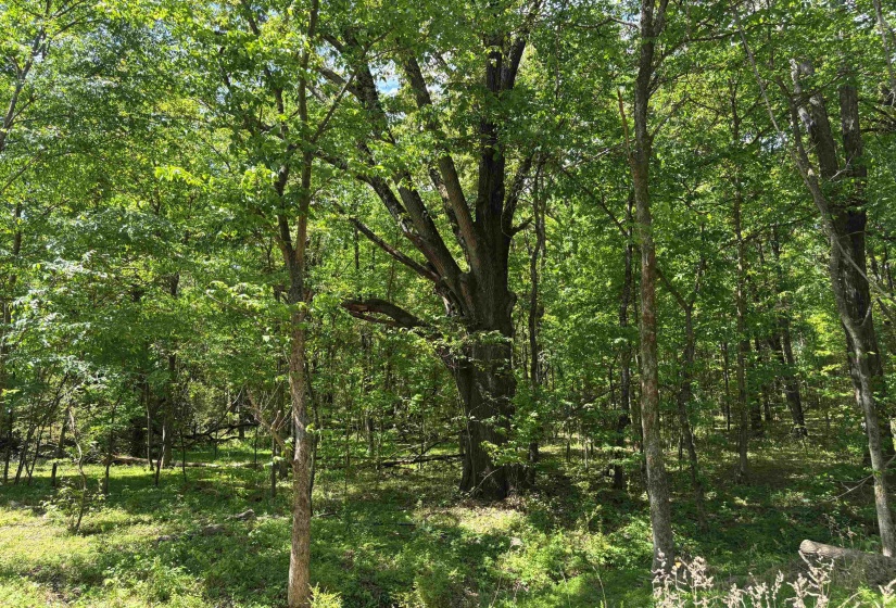 0 OSBORNTOWN RD, Arlington, Tennessee 38002, 0 , 0 ,0,Land,For Sale,OSBORNTOWN,0,10229650