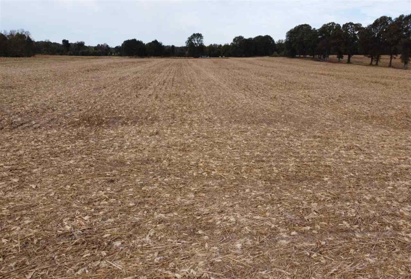 00 HWY 51 HWY, Halls, Tennessee 38040, ,Land,For Sale,HWY 51,10150540