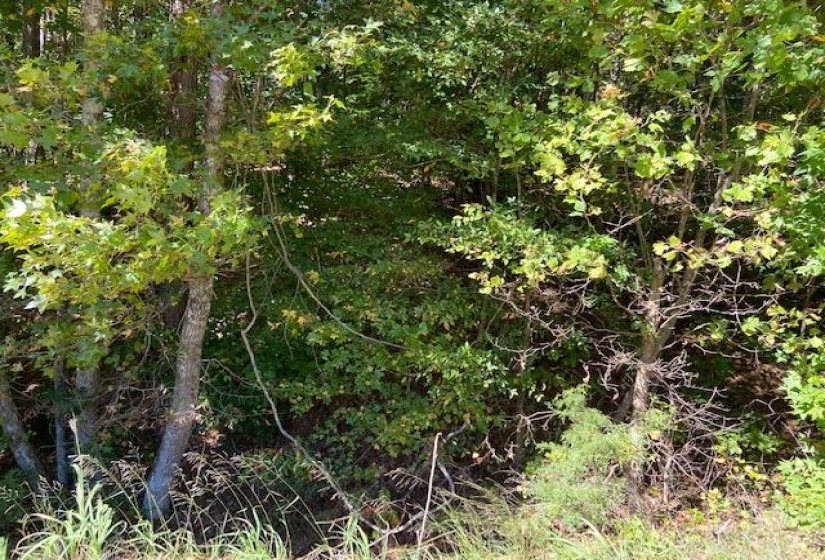 00 142 HWY, Shiloh, Tennessee 38376, ,Land,For Sale,142,10154366