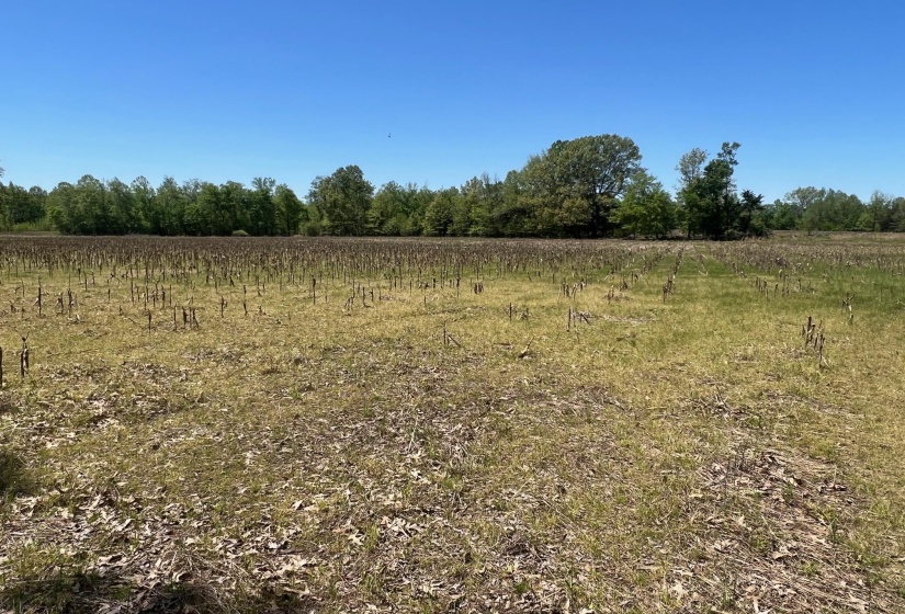 27 ACRES SYCAMORE RD, Collierville, Tennessee 38017, ,Land,For Sale,SYCAMORE,10160007
