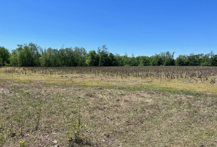 27 ACRES SYCAMORE RD, Collierville, Tennessee 38017, ,Land,For Sale,SYCAMORE,10160007