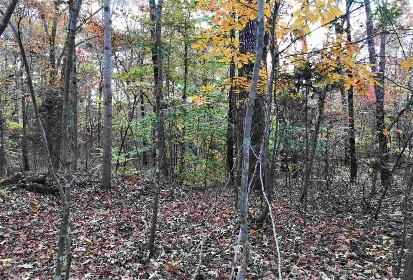 20 COUNTRY WOODS DR, Selmer, Tennessee 38375, ,Land,For Sale,COUNTRY WOODS,10112825