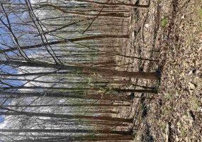 555 WOODLAND TRACE LN, Cordova, Tennessee 38018, ,Land,For Sale,WOODLAND TRACE,10168199