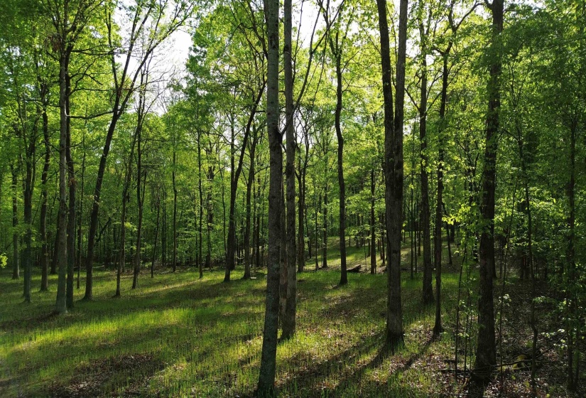 0 KAW-LIGA DR, Bath Springs, Tennessee 38311, ,Land,For Sale,KAW-LIGA,10170536