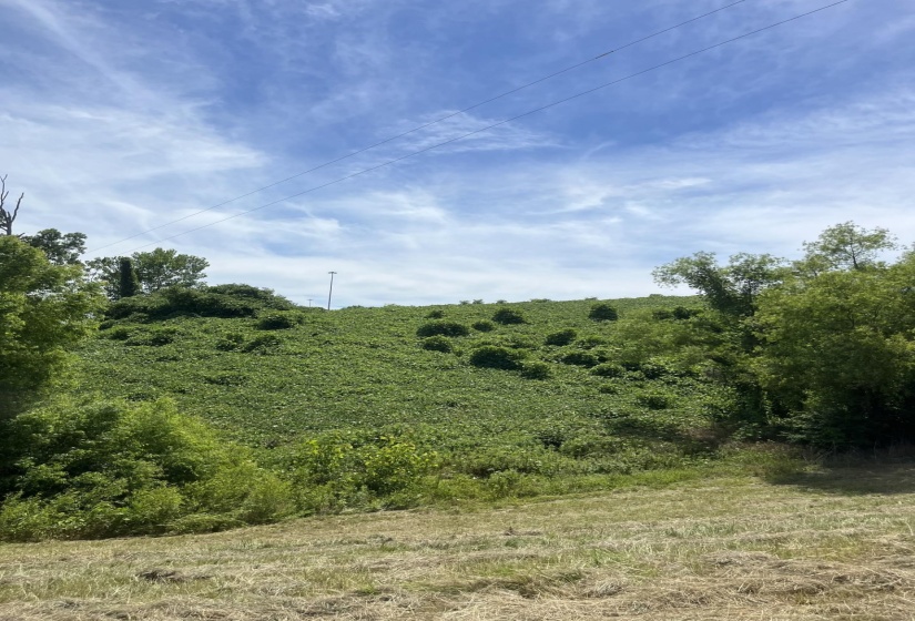 View of nature