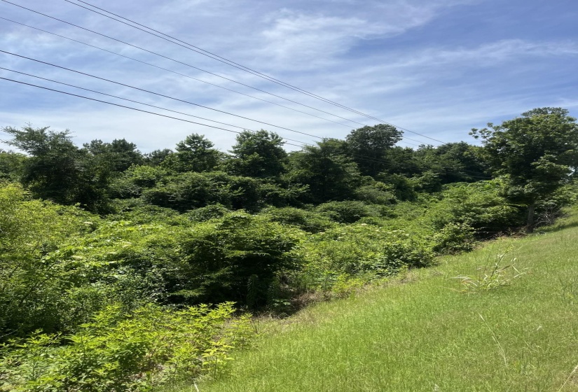 View of local wilderness