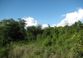 0 SOL COLSTON RD, Finger, Tennessee 38334, ,Land,For Sale,SOL COLSTON,10171985