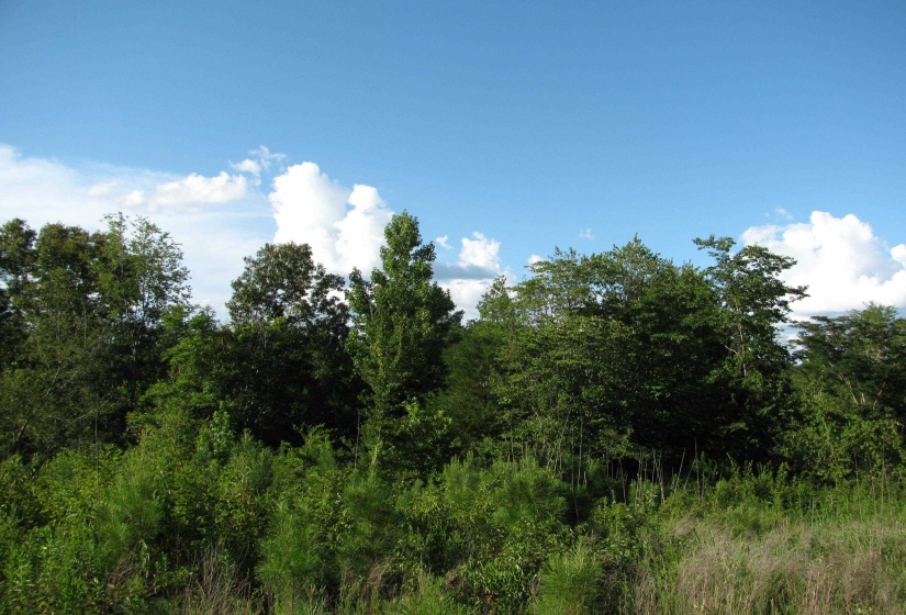 0 SOL COLSTON RD, Finger, Tennessee 38334, ,Land,For Sale,SOL COLSTON,10171985