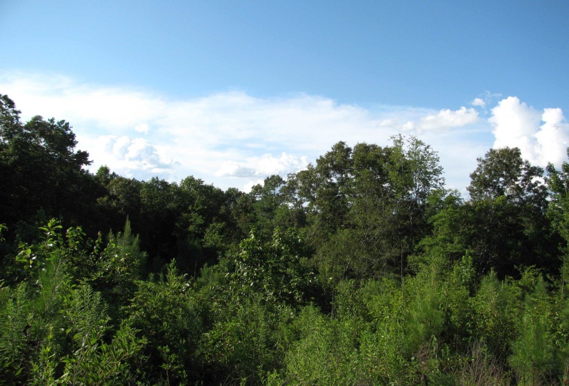 0 SOL COLSTON RD, Finger, Tennessee 38334, ,Land,For Sale,SOL COLSTON,10171985