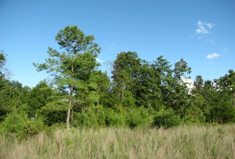 0 SOL COLSTON RD, Finger, Tennessee 38334, ,Land,For Sale,SOL COLSTON,10171985