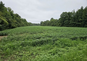 HWY 125 HWY, Henderson, Tennessee 38340, ,Land,For Sale,HWY 125,10179487